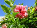2008-0913_Hibiscus,_Spain_1645_23C